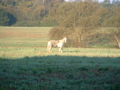 Horse in field.jpg