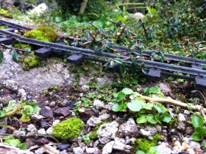 storm damage3